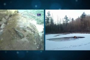 Heroic Dog Rescues in Icy Conditions