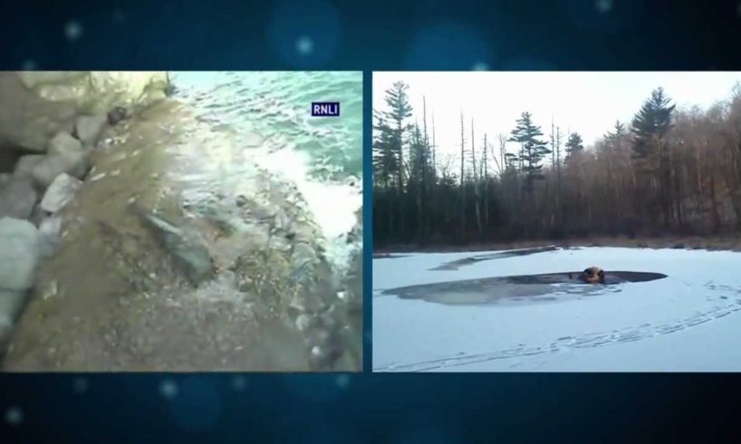 Heroic Dog Rescues in Icy Conditions