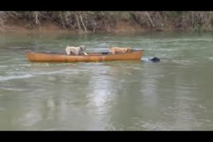 Heroic Labrador rescues two dogs trapped in canoe