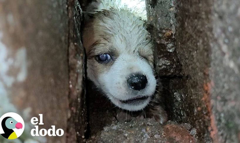 Hombre rescata a un cachorro pequeño que estaba atrapado entre dos paredes | El Dodo