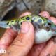 Hombre salva una escuela entera de pequeños peces globo atascados | El Dodo