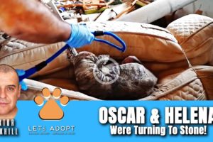 Hope Rescues 2 Dogs Turning To Stone Too Sick To Move - @Viktor Larkhill Extreme Rescue