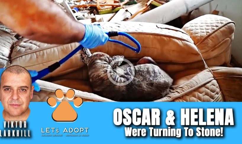 Hope Rescues 2 Dogs Turning To Stone Too Sick To Move - @Viktor Larkhill Extreme Rescue