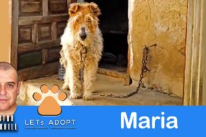 Hope Rescues Maria the Dog Chained to a Garage Her Whole Life @Viktor Larkhill