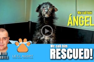 Hope Rescues Scared Dog Named Ángel - @Viktor Larkhill Extreme Rescue