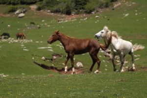 Horse 🐎 Kick 😄!!! Animal Fight Club