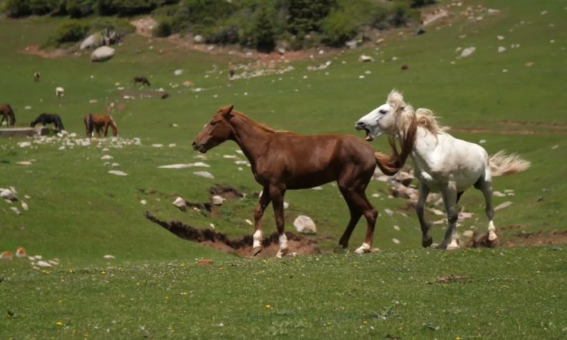 Horse 🐎 Kick 😄!!! Animal Fight Club