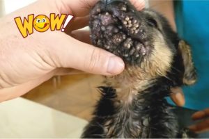 How To Removal Ticks Flea On Poor Dog - Ticks Flea #1