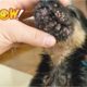 How To Removal Ticks Flea On Poor Dog - Ticks Flea #1