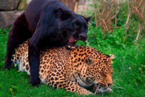How black panthers are born - epic wild animal battles