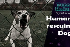 Human Rescue Dog - Best Dog Rescues - FunnyNature
