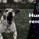 Human Rescue Dog - Best Dog Rescues - FunnyNature