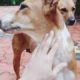 Indian dogs playing. Cutest Dogs | Dogs Videos 2021| Dog showing Love|  dog video