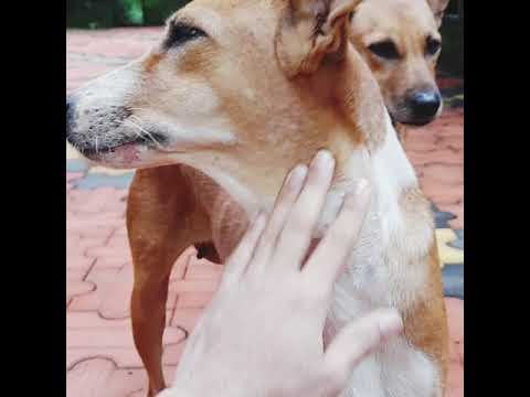 Indian dogs playing. Cutest Dogs | Dogs Videos 2021| Dog showing Love|  dog video