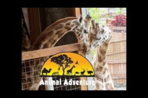 Johari & Oliver Giraffe Cam - Animal Adventure Park