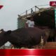 Kathua police foils bovine smuggling bid; rescues 19 animals