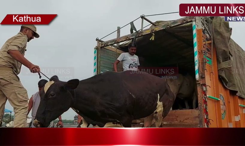 Kathua police foils bovine smuggling bid; rescues 19 animals