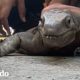 Lagarto gigante atascado recibe ayuda para volver a casa | El Dodo