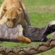 Lion rescues the honey badger from Python's aggressive attack -  Harsh Life of Wild Animals
