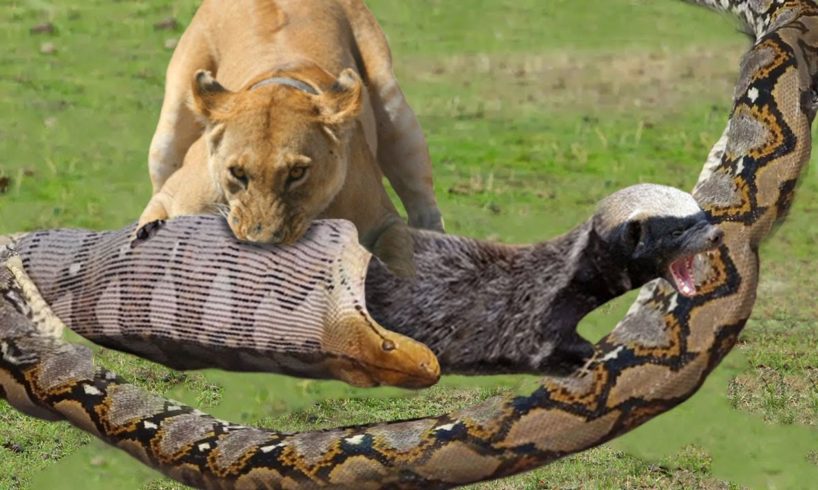 Lion rescues the honey badger from Python's aggressive attack -  Harsh Life of Wild Animals