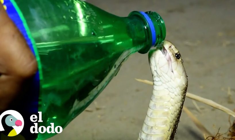Little cobra gets sips of water from a Sprite bottle during his rescue  | El Dodo