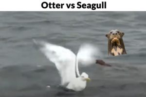 Lontra vs Gaivota (otter vs seagull Fight) animal battle