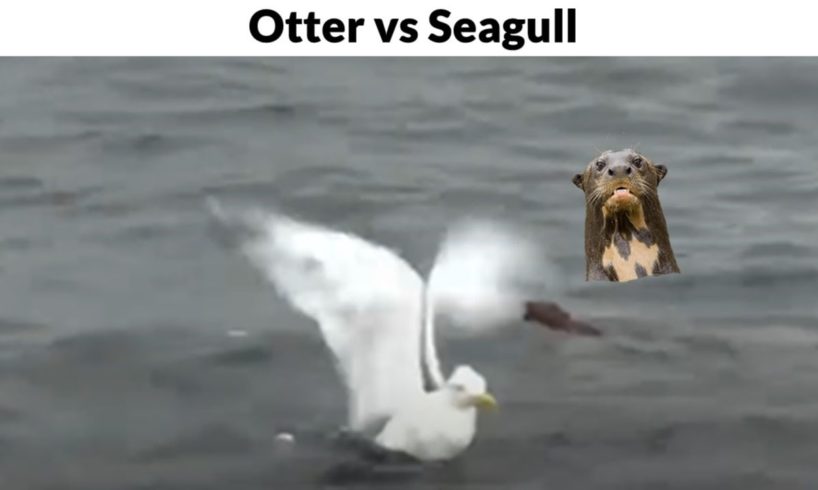 Lontra vs Gaivota (otter vs seagull Fight) animal battle