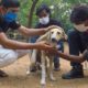 Look what love can do. Paralysed street dog's rescue and recovery.