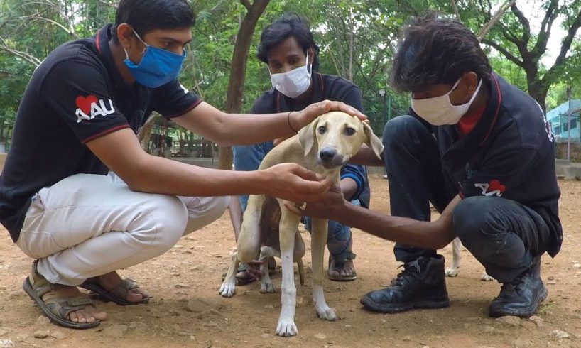 Look what love can do. Paralysed street dog's rescue and recovery.