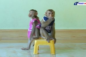 Lovely Animals| Adorable Kako With Baby Luna Playing And Sit On Chair