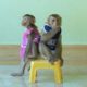 Lovely Animals| Adorable Kako With Baby Luna Playing And Sit On Chair