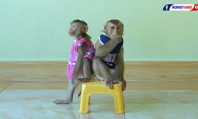 Lovely Animals| Adorable Kako With Baby Luna Playing And Sit On Chair
