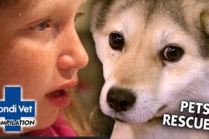 MOST EMOTIONAL PET RESCUES 😢 | Compilation | Bondi Vet