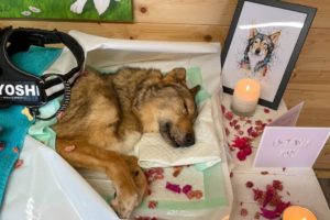 MY DOG DIED - PUTTING MY DOG TO SLEEP - EUTHANASIA