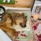 MY DOG DIED - PUTTING MY DOG TO SLEEP - EUTHANASIA