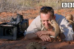 Magic meerkat moments - BBC