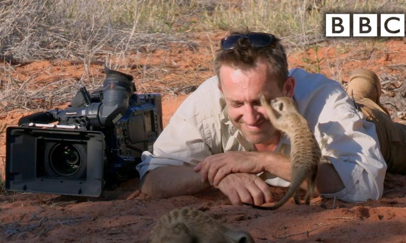 Magic meerkat moments - BBC