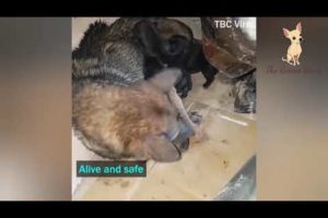 Mama dog rescues her puppies from the drain pipe (A mother is a mother)