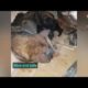 Mama dog rescues her puppies from the drain pipe (A mother is a mother)