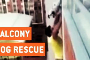 Man Rescues Dog Stuck on Balcony | Dog Rescue