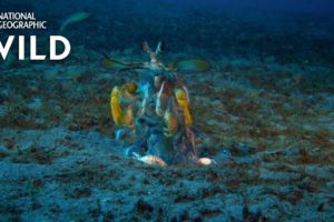 Mantis Shrimp vs Octopus | Ocean Fight Night