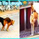 Mating Street Dogs? Try Not To Laugh? Funny Animals
