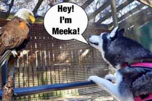 Meeka Talks To Other Animals! (SO CRAZY!)😱👀 Vlog!