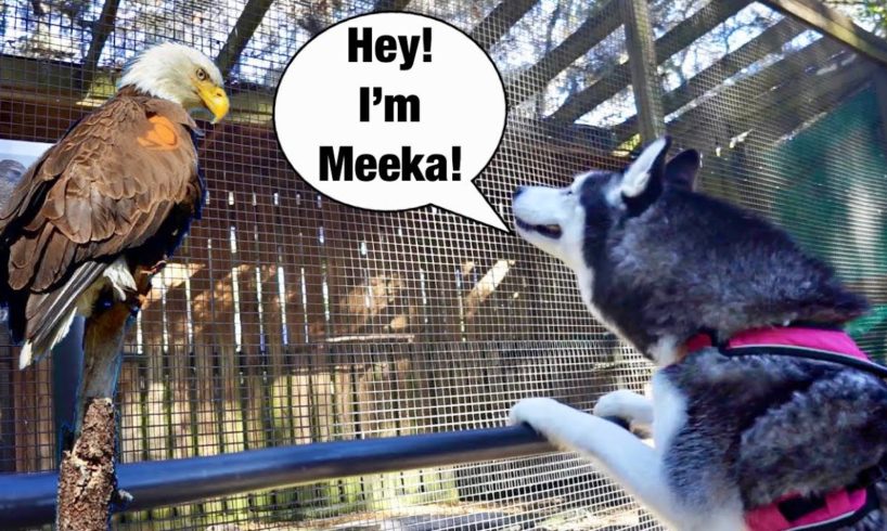 Meeka Talks To Other Animals! (SO CRAZY!)😱👀 Vlog!