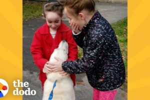 Mom Secretly Adopts A Shelter Dog Her Daughters Fell In Love With | The Dodo