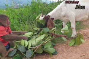 Monkey Abu Playing With The Goat Is Really Funny