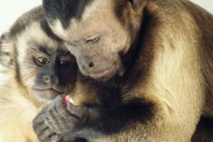 Moral behavior in animals | Frans de Waal