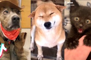 More of the CUTEST Animals on TikTok ❤️️🥰