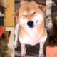 More of the CUTEST Animals on TikTok ❤️️🥰