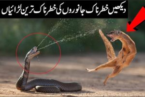 Most Amazing Moments Of Wild Animal Fights - Urdu History Info